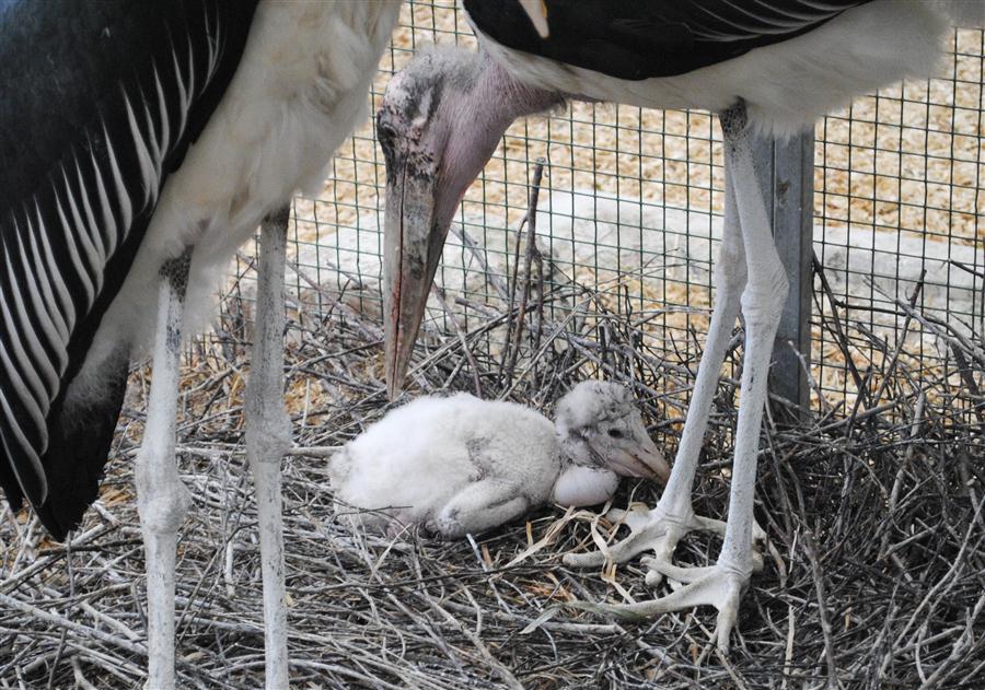 Mld pa marabu u nhradnch rodi v ZOO Praha